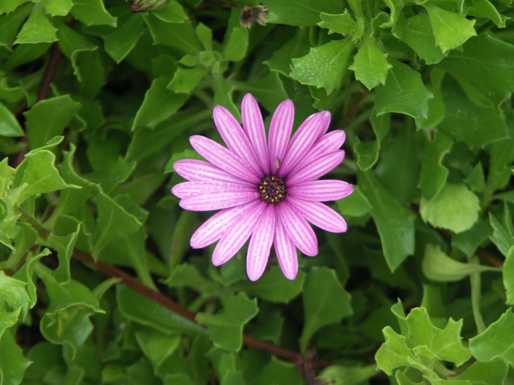 fleurs gardenroute